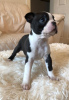 Foto №4. Ich werde verkaufen boston terrier in der Stadt St. Petersburg.  - preis - 300€