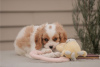 Foto №3. Cavalier King Charles Spaniel-Welpen sind jetzt bereit für ein neues Zuhause. USA