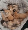 Zusätzliche Fotos: 2 reinrassige Langhaar-Chihuahuas