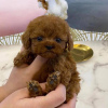 Foto №3. Toy Poodle Puppies For Sale. Deutschland