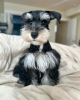 Foto №1. schnauzer - zum Verkauf in der Stadt Charlotte | 473€ | Ankündigung № 124291