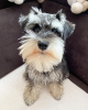 Foto №2 zu Ankündigung № 124287 zu verkaufen schnauzer - einkaufen USA züchter