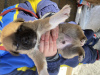 Foto №1. mischlingshund - zum Verkauf in der Stadt Ryazan | 95€ | Ankündigung № 89318