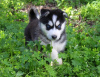 Foto №3. Wunderschöne Siberian Husky Welpen. USA