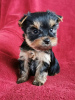 Foto №1. yorkshire terrier - zum Verkauf in der Stadt Дортмунд | Frei | Ankündigung № 98237