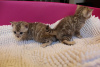Foto №3. Schöne Bengalkatzen-Kätzchen zur Adoption in Deutschland. Deutschland