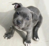 Foto №2 zu Ankündigung № 116615 zu verkaufen american pit bull terrier - einkaufen Deutschland quotient 	ankündigung