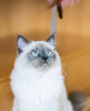 Foto №4. Ich werde verkaufen ragdoll-katze in der Stadt Гамбург. quotient 	ankündigung - preis - 350€