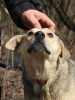 Foto №2 zu Ankündigung № 41162 zu verkaufen mischlingshund - einkaufen Russische Föderation quotient 	ankündigung