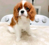 Foto №1. cavalier king charles spaniel - zum Verkauf in der Stadt Helsinki | 400€ | Ankündigung № 113000