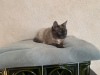 Foto №3. Sehr schöne Katze Taya als Geschenk. Weißrussland