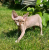 Foto №2 zu Ankündigung № 118430 zu verkaufen devon rex - einkaufen Finnland quotient 	ankündigung, züchter