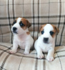 Foto №1. jack russell terrier - zum Verkauf in der Stadt Omsk | 278€ | Ankündigung № 19354