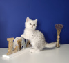 Foto №3. Verkauf von reinrassigen Kätzchen aus der Cattery. Russische Föderation