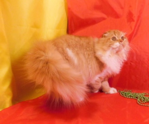 Zusätzliche Fotos: Rote sonnige Katze Highland Fold