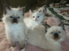 Foto №2 zu Ankündigung № 112150 zu verkaufen ragdoll-katze - einkaufen USA züchter