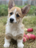 Zusätzliche Fotos: Welsh Corgi Welpen