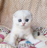 Foto №3. Wird mit weißer schottischer Katze verkauft. USA