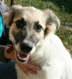 Foto №2 zu Ankündigung № 1322 zu verkaufen mischlingshund - einkaufen Russische Föderation aus dem tierheim