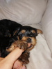 Foto №3. Yorkie-Babyface-Welpen. Litauen