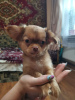 Zusätzliche Fotos: Chihuahua-Welpe
