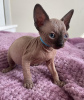 Foto №1. sphynx-katze - zum Verkauf in der Stadt Krakau | 400€ | Ankündigung № 109370