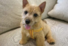 Foto №2 zu Ankündigung № 126984 zu verkaufen norwich terrier - einkaufen Deutschland quotient 	ankündigung