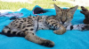 Foto №3. Tierarzt untersucht Afrika-Serval-Katze zu verkaufen und Savannah-F1-Katze zu. Großbritannien