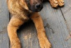 Foto №2 zu Ankündigung № 126900 zu verkaufen malinois - einkaufen Deutschland quotient 	ankündigung