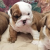 Foto №2 zu Ankündigung № 38279 zu verkaufen englische bulldogge - einkaufen Österreich quotient 	ankündigung