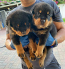 Foto №1. rottweiler - zum Verkauf in der Stadt Амстердам | 300€ | Ankündigung № 44026