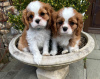 Foto №2 zu Ankündigung № 109280 zu verkaufen cavalier king charles spaniel - einkaufen Deutschland quotient 	ankündigung, züchter