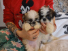 Foto №1. shih tzu - zum Verkauf in der Stadt Virginia Beach | 473€ | Ankündigung № 63478