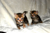 Zusätzliche Fotos: Bengal Cats-Kätzchen sind jetzt zur Adoption verfügbar