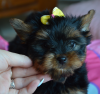 Foto №2 zu Ankündigung № 56033 zu verkaufen yorkshire terrier - einkaufen Polen züchter