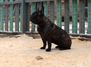 Foto №4. Ich werde verkaufen französische bulldogge in der Stadt Moskau. vom kindergarten - preis - Verhandelt