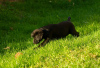 Foto №2 zu Ankündigung № 123394 zu verkaufen labrador retriever - einkaufen Serbien 