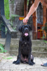 Foto №3. Cane Corso-Welpe. Serbien