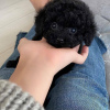 Foto №3. Teacup Pudelwelpen zur Adoption Business WhatsApp 37256062792. Finnland