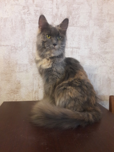 Foto №1. maine-coon-katze - zum Verkauf in der Stadt Dnipro | 91€ | Ankündigung № 2398