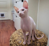 Foto №1. sphynx cat - zum Verkauf in der Stadt Greensboro | 237€ | Ankündigung № 89623