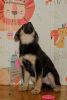 Foto №4. Ich werde verkaufen deutscher schäferhund in der Stadt Москва. quotient 	ankündigung - preis - Frei