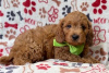 Foto №3. Wunderschöne Cavapoo-Welpen zur kostenlosen Adoption. Deutschland