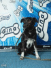 Foto №1. mischlingshund - zum Verkauf in der Stadt St. Petersburg | Frei | Ankündigung № 41530