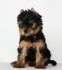 Foto №4. Ich werde verkaufen yorkshire terrier in der Stadt Minsk. züchter - preis - 450€