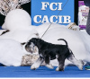 Foto №2 zu Ankündigung № 7988 zu verkaufen schnauzer - einkaufen Ukraine züchter