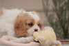 Foto №4. Ich werde verkaufen cavalier king charles spaniel in der Stadt Wyoming.  - preis - verhandelt