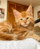 Foto №1. maine-coon-katze - zum Verkauf in der Stadt Colorado Springs | 284€ | Ankündigung № 103248