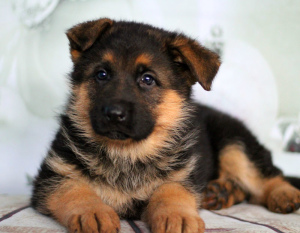 Foto №4. Ich werde verkaufen deutscher schäferhund in der Stadt Vitebsk. züchter - preis - 275€
