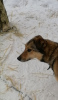 Foto №1. mischlingshund - zum Verkauf in der Stadt Pushkino | Frei | Ankündigung № 10393
